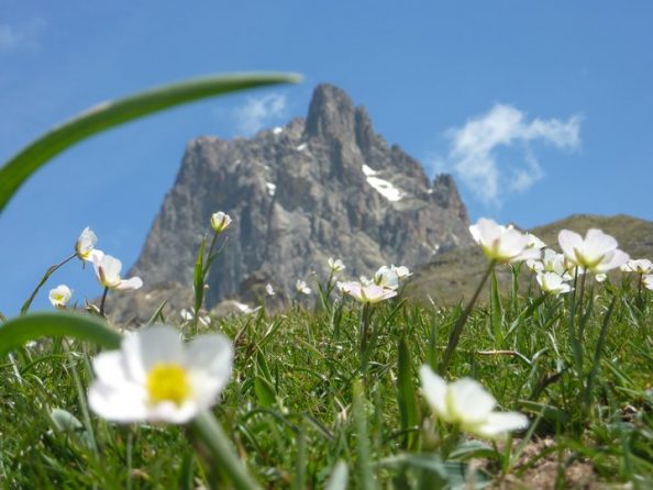 Fleurs montagnes Pyrénées
