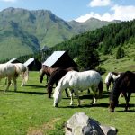 Chevaux dans les Hautes-Pyrénées