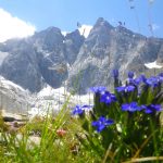 Fleurs dans les montagne des Hautes-Pyrénées
